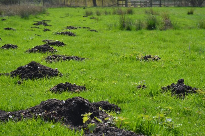 Mollen in je tuin? Zo kom je er vanaf!