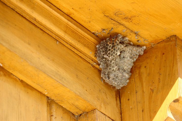 Waarom zitten wespen vaak onder dakpannen?